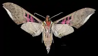 Revers du mâle(coll.MHNT)