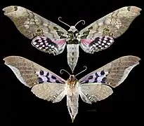 Adhemarius gannascus - MHNT