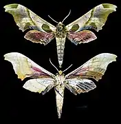 Adhemarius globifer - MHNT