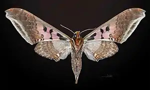 ♀△ Revers - Muséum de Toulouse