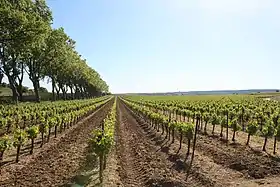 Image illustrative de l’article Terres-du-midi