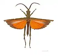 Procolpini  Aeolacris caternaultii