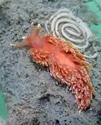 Aeolidiella chromosoma.