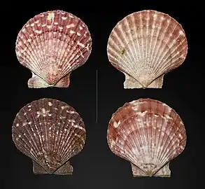 Aequipecten opercularis (Pectinida).