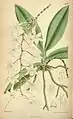 Angraecum modestaCurtis's Botanical Magazine1883