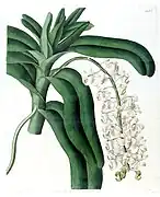 Aerides cornutumEdwards's Botanical Register1832.