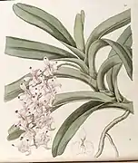 Aerides virensEdwards's Botanical Register1844.