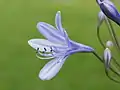Agapanthus, cultivar.