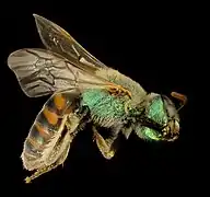 Agapostemon texanus.
