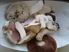 Chair blanche non jaunissante à la coupe/grattage, odeur douce.