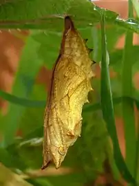 Chrysalide, vue de profil.