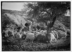 Un berger avec un troupeau de moutons et des oliviers près de Ras al-Aïn en 1920.