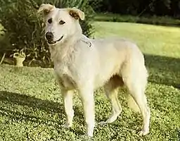 Image illustrative de l’article Aïdi