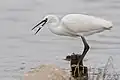 Aigrette garzette. Lac de Tunis, au sud (site Ramsar et ZICO ). Mars 2018.