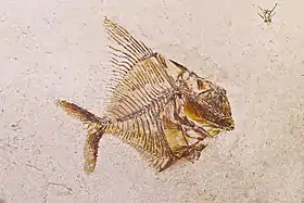 Poisson Aipichthys Minor selon François Jules Pictet de La Rive en 1850 du paléo-océan Téthys Cénomanienne.
