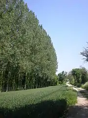 Marais du pré des petites aunes à Airion.