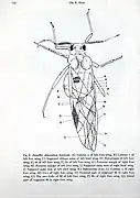 Aixaphis oligocenica - dessin d'Ole E. Heie en 1970.