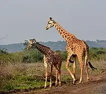 Girafe Masaï.