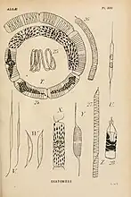 Divers Rhizosolenia(d'après H. Coupin)