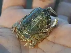 Albunea symmysta, un Albuneidae