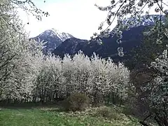 Photographie de Leschaux avec des merisiers en fleurs, blancs, surplombés par la roche Fleurie.