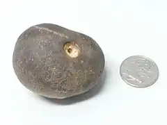 Fruit de bancoulier sec (face basale).