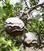 Fruit de bancoulier sec sur l'arbre.