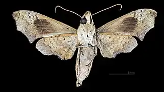 Vue ventrale de la femelle(coll.MHNT)