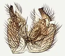 Allodia ornaticollis.