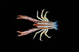 Allogalathea elegans.