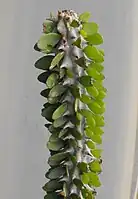 Lignes d'épines et de petites feuilles