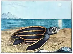 La tortue de mer