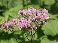 Adénostyle à feuilles d'alliaire