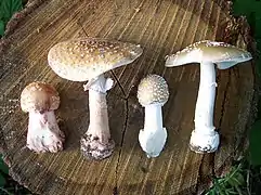 Amanite rougissante (Amanita rubescens, à gauche, comestible sous certaines conditions) et amanite panthère (Amanita pantherina, à droite, Hautement toxique).