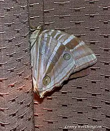 Amathusia phidippus, ravageur des palmiers (Nymphalidae)