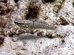 Amblygobius albimaculatus (femelle)