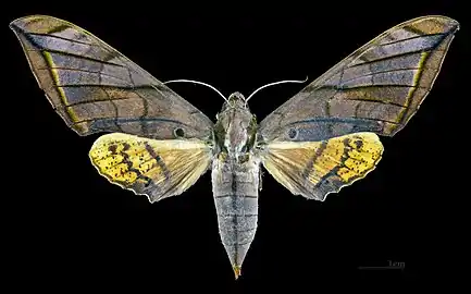 Avers de la femelle (coll.MHNT)