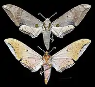 Ambulyx kuangtungensis