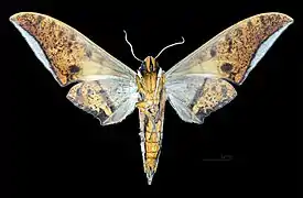 Revers du mâle MHNT