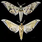 Ambulyx schauffelbergeri