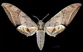 Ambulyx sericeipennis joiceyi femelle, avers