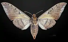 Revers de la femelle MHNT