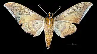 Revers du mâle (coll. MHNT)