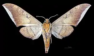 Revers de la femelle (coll. MHNT)