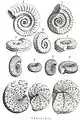 M :&nbsp;Ophioides F :&nbsp;Ammonites