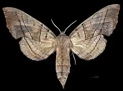 Avers de la femelle(coll.MHNT)