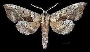 Avers du mâle(coll.MHNT)