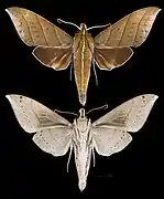 Ampelophaga dolichoides