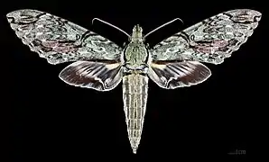 Face dorsale du mâle (coll.MHNT)