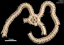 Amphioplus heptagonus